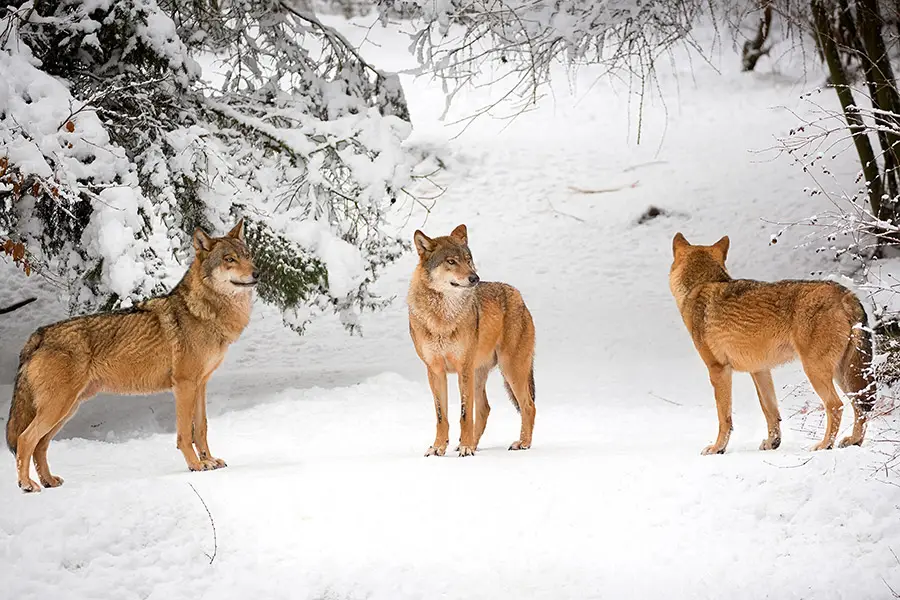 Wölfe im Winter