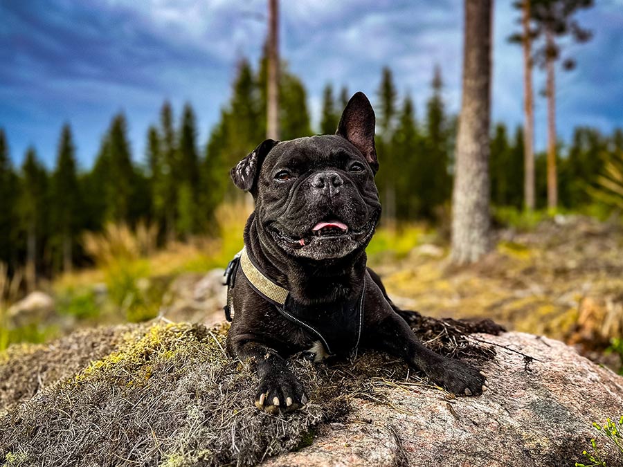 Französische Bulldogge sitzt auf Felsen in Schweden