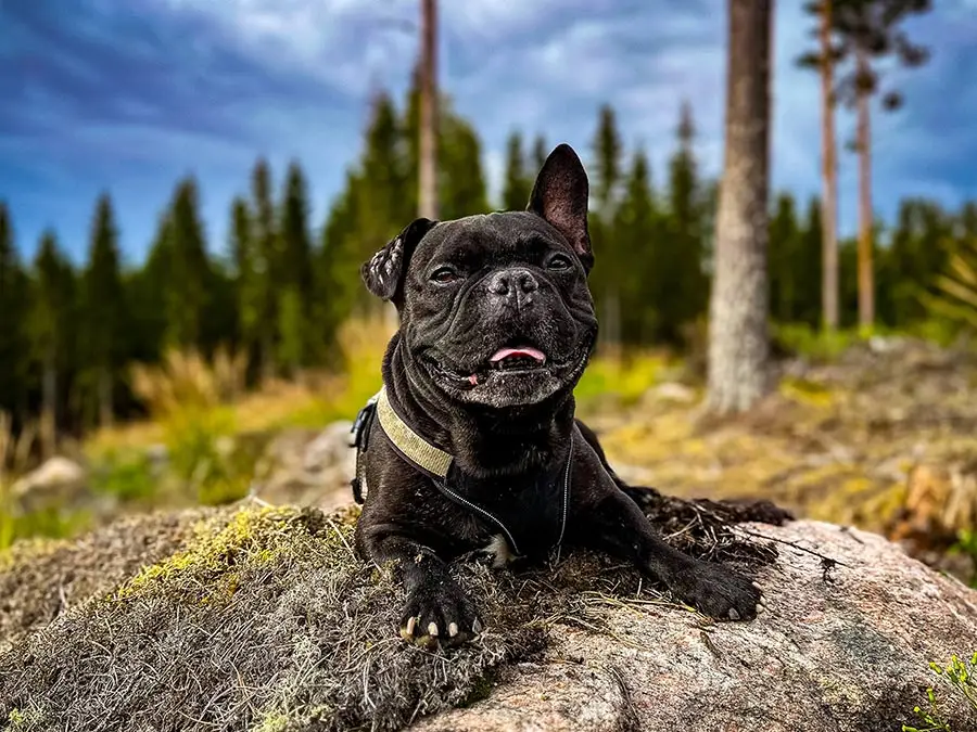 Französische Bulldogge sitzt auf Felsen in Schweden