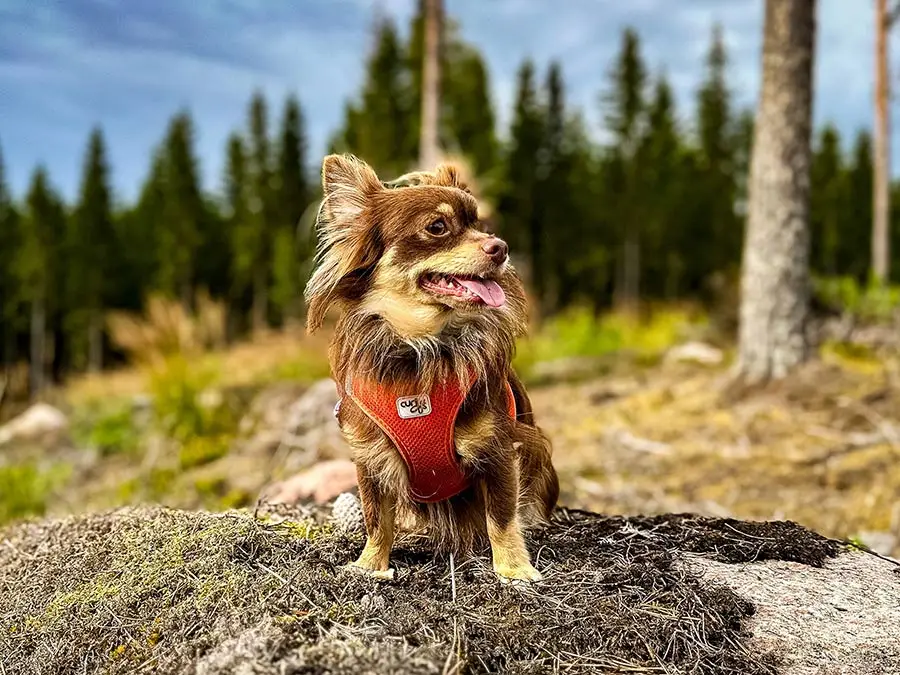 Kleiner Hund sitzt auf Felsen in Schweden