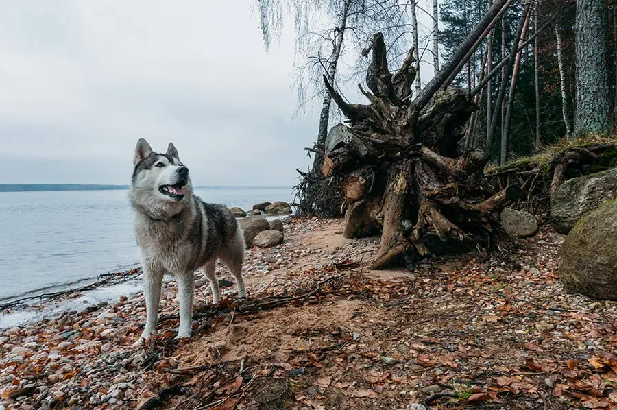 Huns steht am Strand