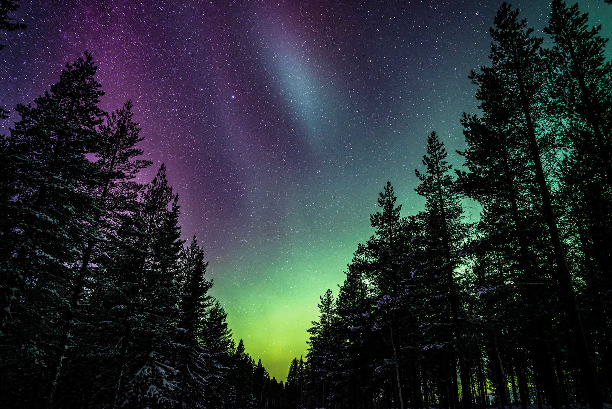 Nordlichter über den Wäldern nahe Jokkmokk