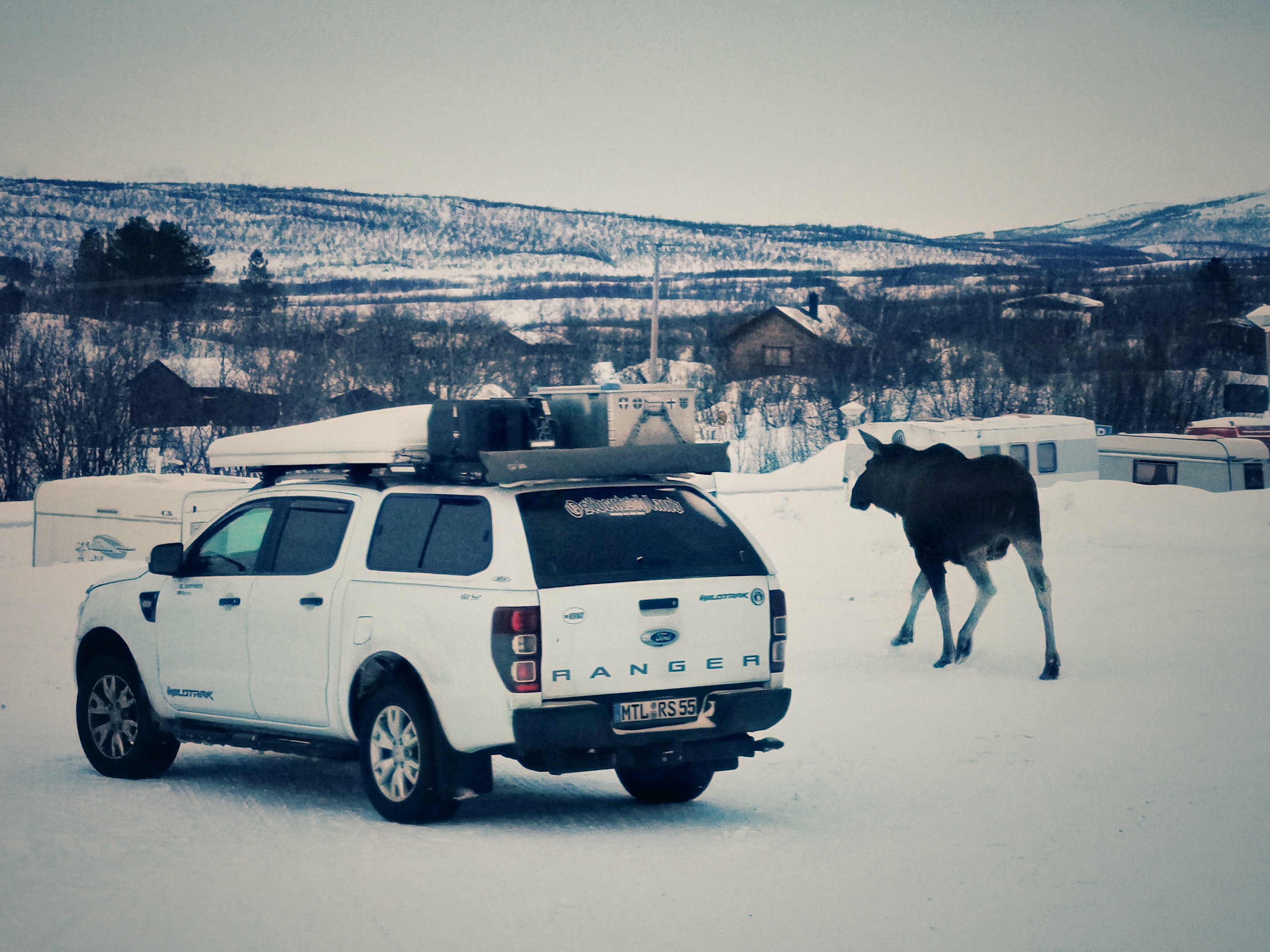 Elchbesuch in Abisko