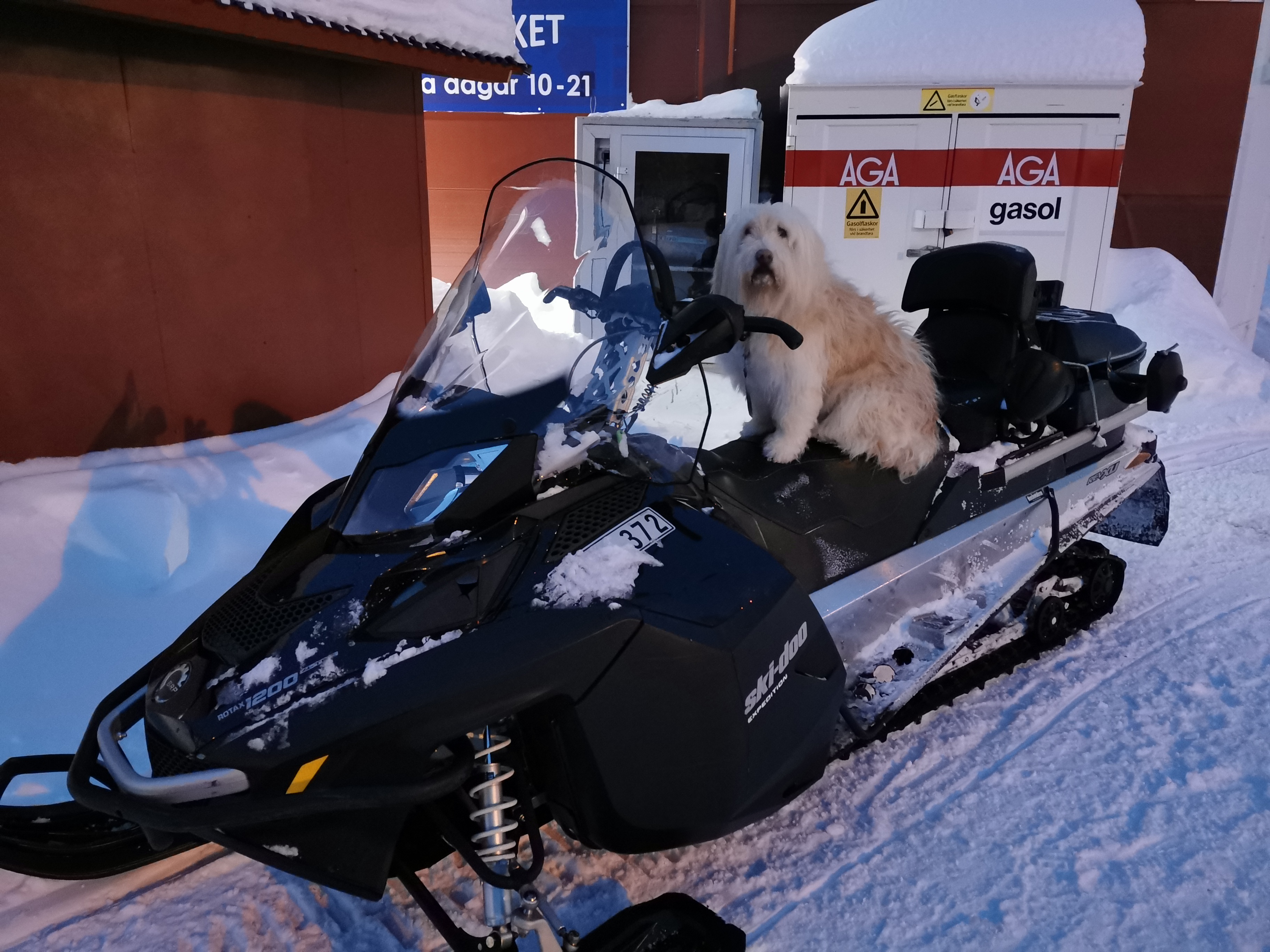 So geht man in Abisko mit Hund einkaufen