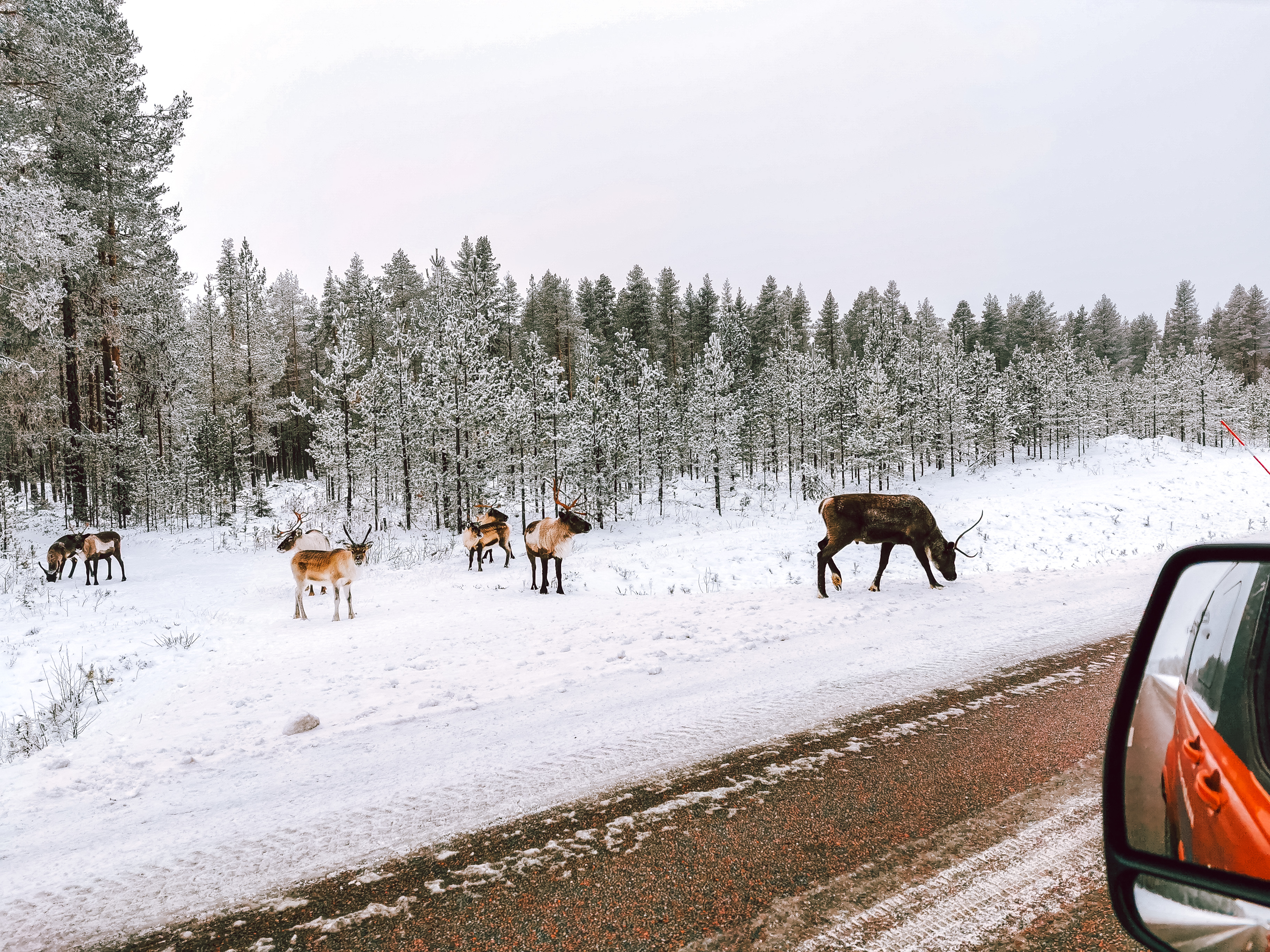 Rentierbesuch auf Schwedens Landstraßen