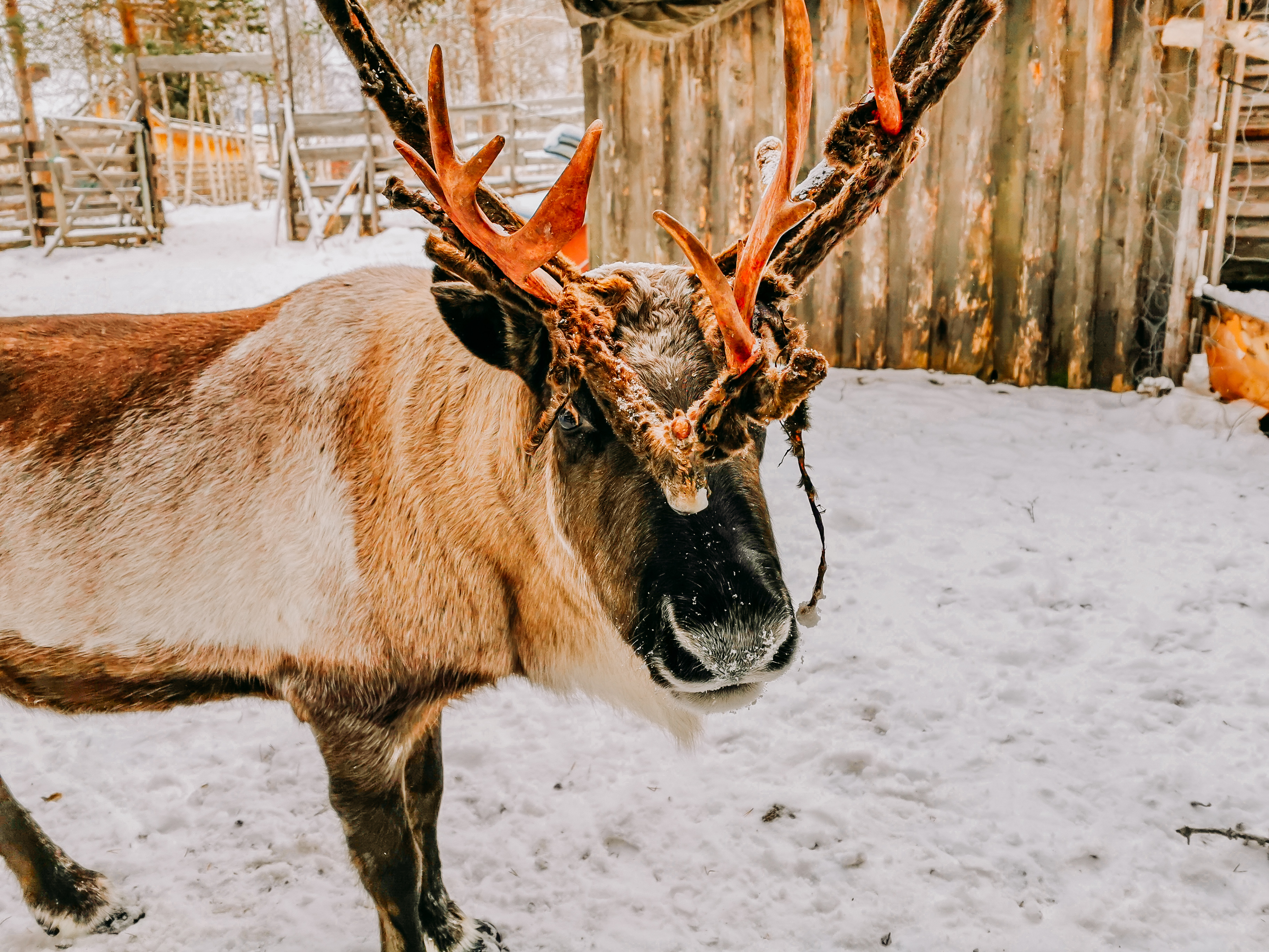 Rentier in Abisko