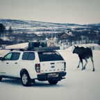 Elchbesuch in Abisko