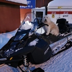 So geht man in Abisko mit Hund einkaufen